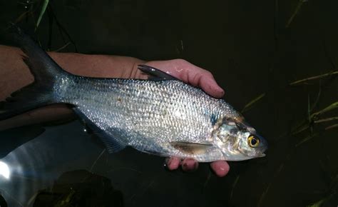 gizzard shad vs american.